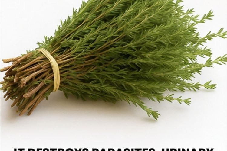 Oregano: Nature’s Small but Mighty Healer (The Essential Herb You Need)